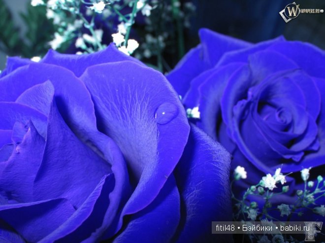 Легенды о розе — Интересное и необычное: фотоподборки