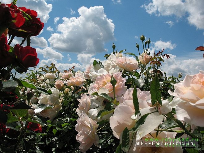 Легенды о розе — Интересное и необычное: фотоподборки (фото 8)