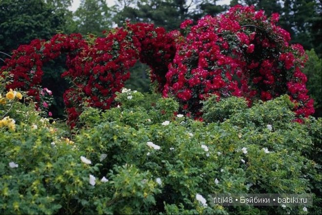Легенды о розе — Интересное и необычное: фотоподборки