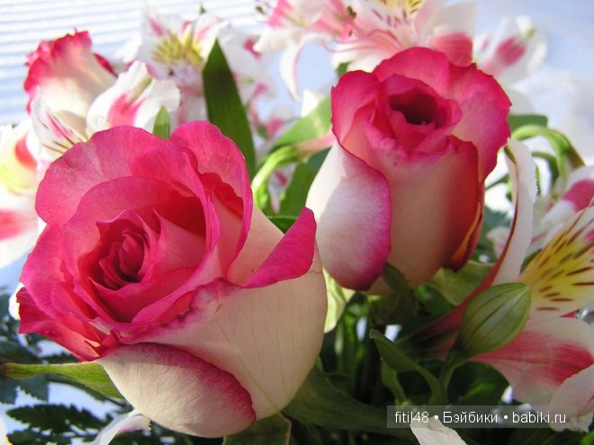 Легенды о розе — Интересное и необычное: фотоподборки