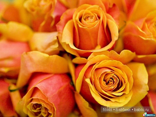 Легенды о розе — Интересное и необычное: фотоподборки