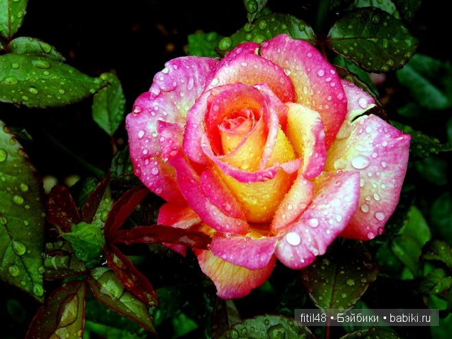 Легенды о розе — Интересное и необычное: фотоподборки (фото 6)