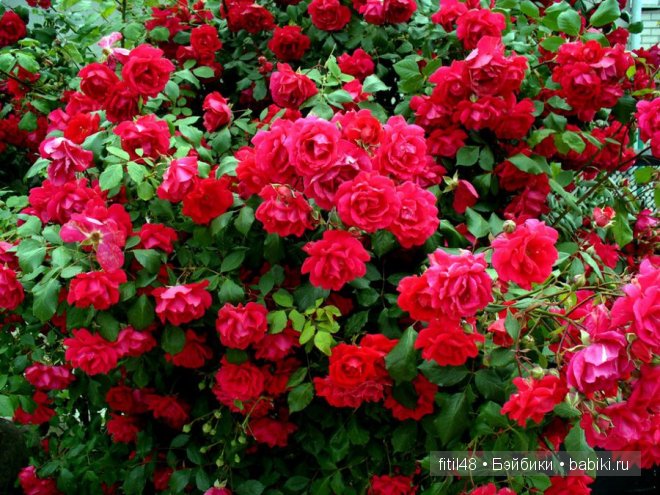 Легенды о розе — Интересное и необычное: фотоподборки