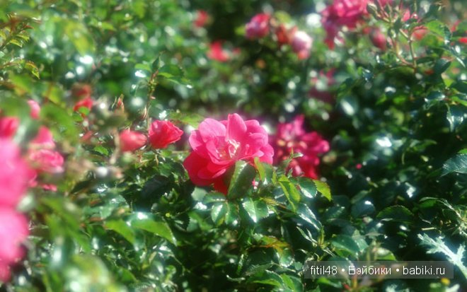 Легенды о розе — Интересное и необычное: фотоподборки