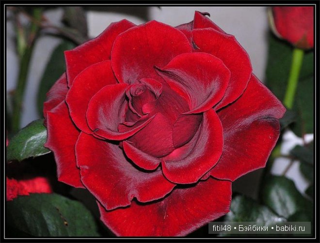 Легенды о розе — Интересное и необычное: фотоподборки (фото 2)