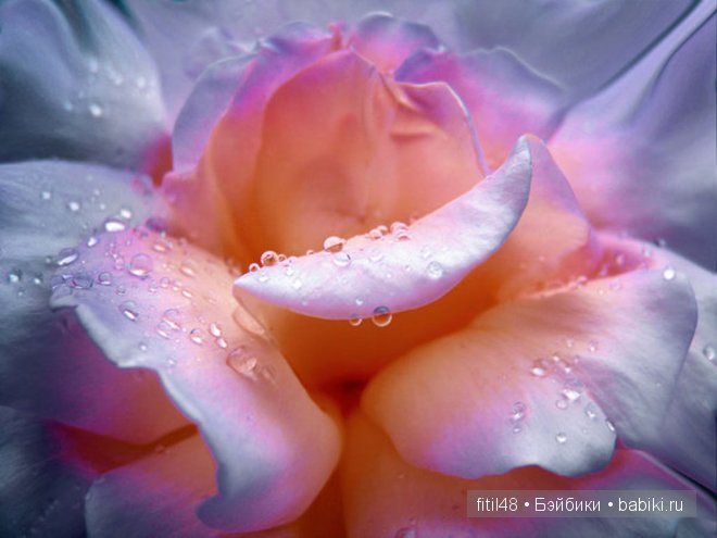 Легенды о розе — Интересное и необычное: фотоподборки