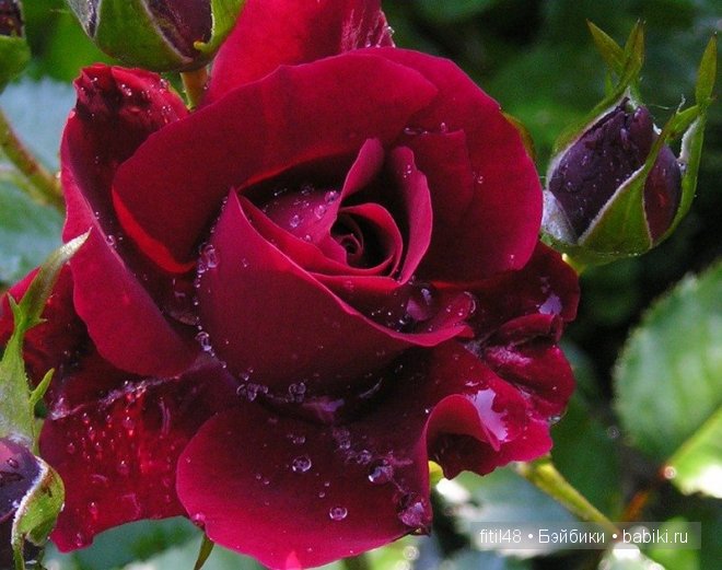 Легенды о розе — Интересное и необычное: фотоподборки