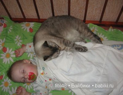 Кошачая колыбельная — Интересное и необычное: фотоподборки