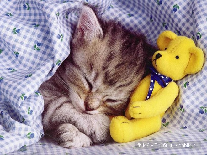 Кошачая колыбельная — Интересное и необычное: фотоподборки