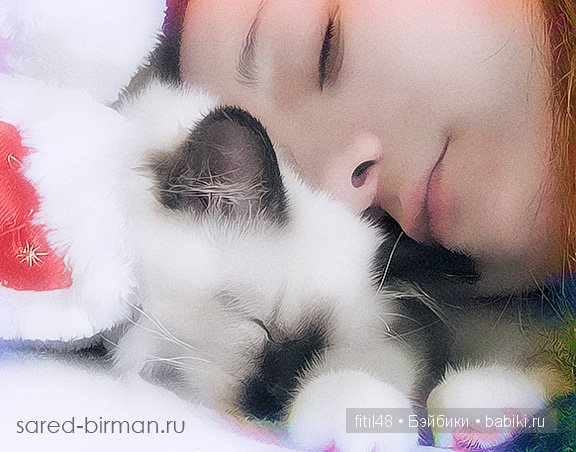 Кошачая колыбельная — Интересное и необычное: фотоподборки