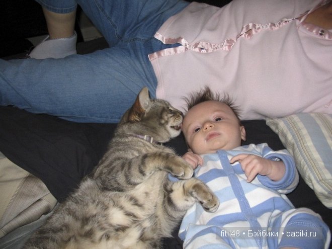 Кошачая колыбельная — Интересное и необычное: фотоподборки