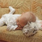 Кошачая колыбельная