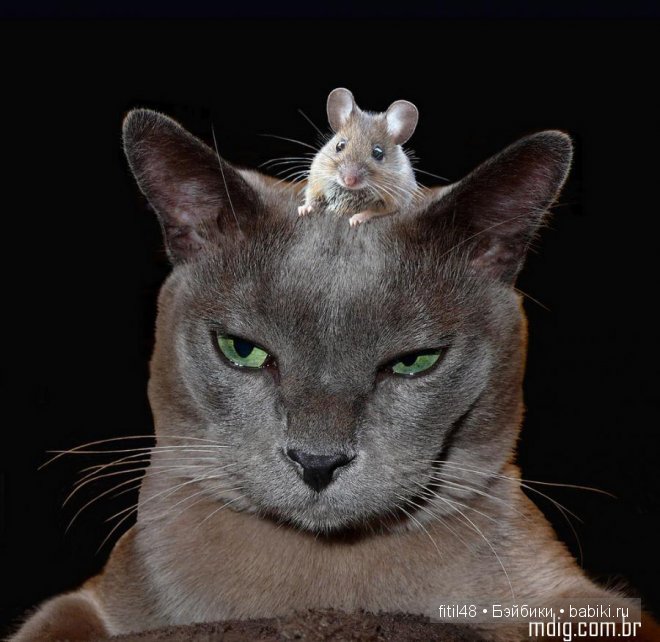 Кошки-мышки — Куклы Реборн (Reborn): домашние фото