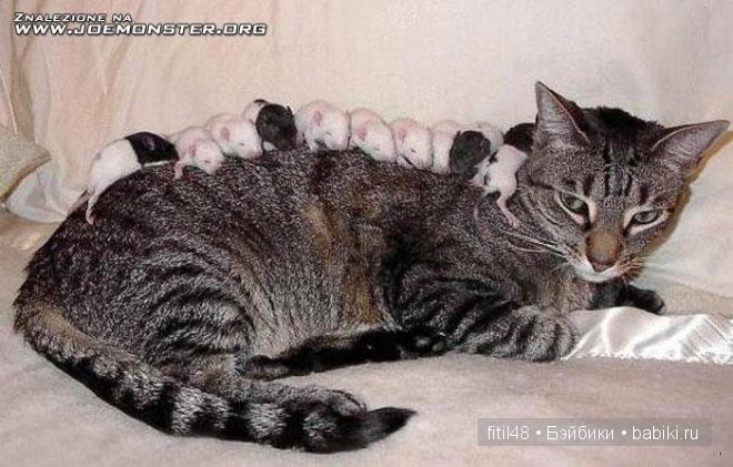 Кошки-мышки — Куклы Реборн (Reborn): домашние фото