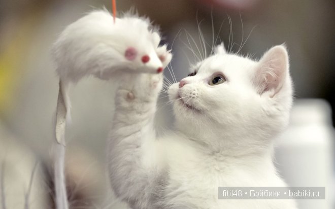 Кошки-мышки — Куклы Реборн (Reborn): домашние фото (фото 8)