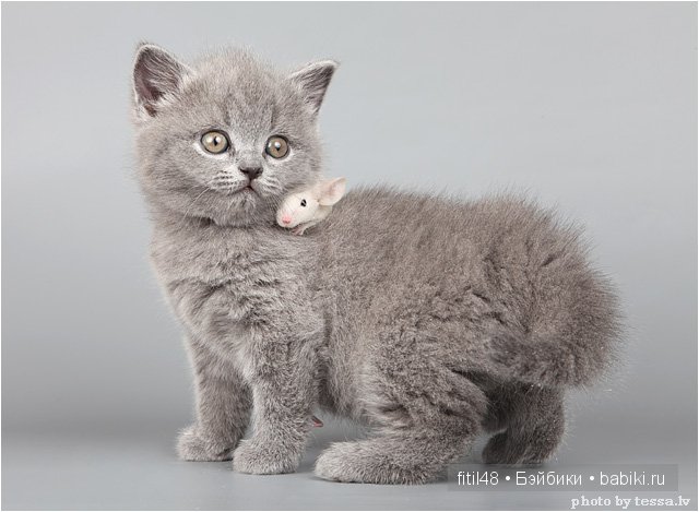 Кошки-мышки — Куклы Реборн (Reborn): домашние фото