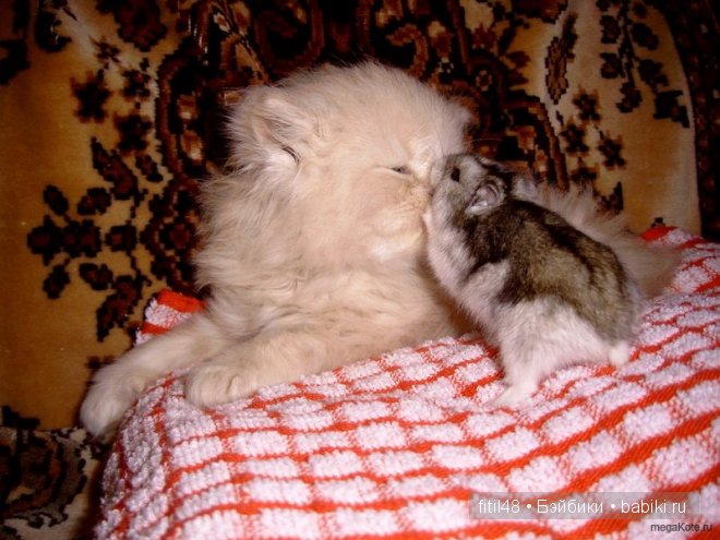 Кошки-мышки — Куклы Реборн (Reborn): домашние фото