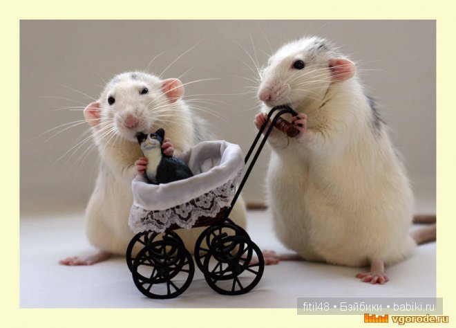 Кошки-мышки — Куклы Реборн (Reborn): домашние фото