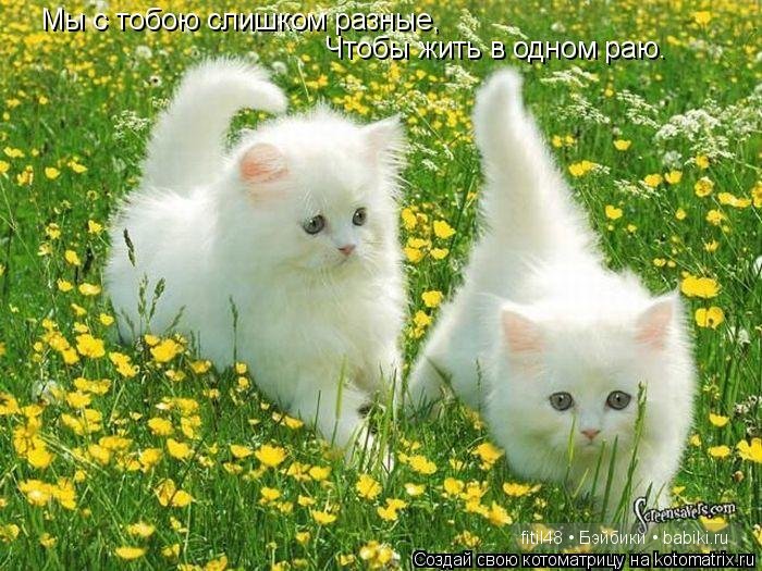 Любят ли кошки цветы — Интересное и необычное: фотоподборки