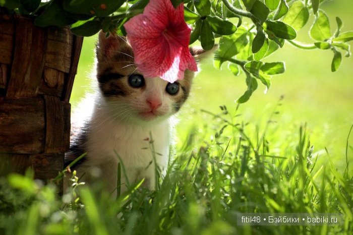 Любят ли кошки цветы — Интересное и необычное: фотоподборки