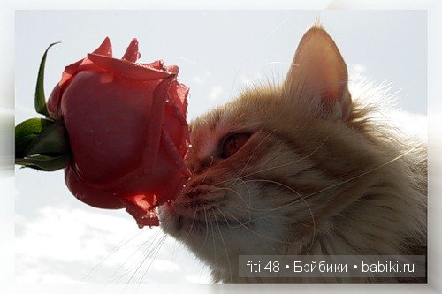Любят ли кошки цветы — Интересное и необычное: фотоподборки