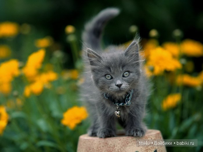 Любят ли кошки цветы — Интересное и необычное: фотоподборки