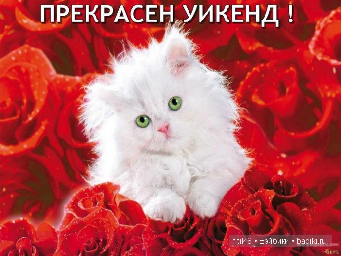 Любят ли кошки цветы — Интересное и необычное: фотоподборки
