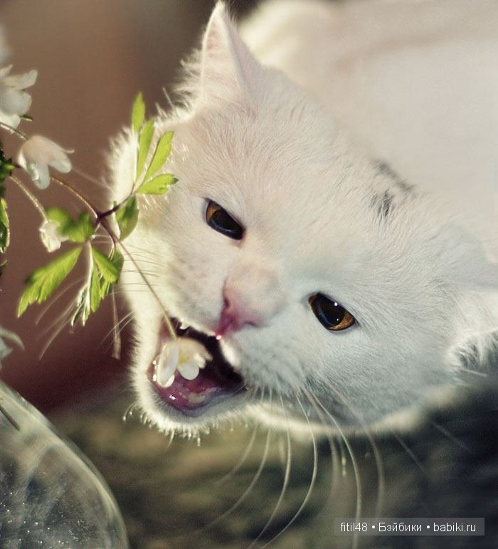 Любят ли кошки цветы — Интересное и необычное: фотоподборки