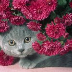 Любят ли кошки цветы
