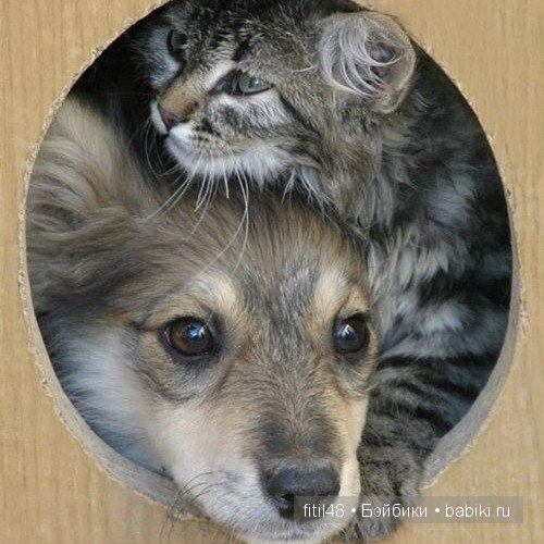 Как кошка с собакой — Интересное и необычное: фотоподборки