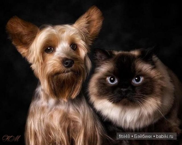 Как кошка с собакой — Интересное и необычное: фотоподборки