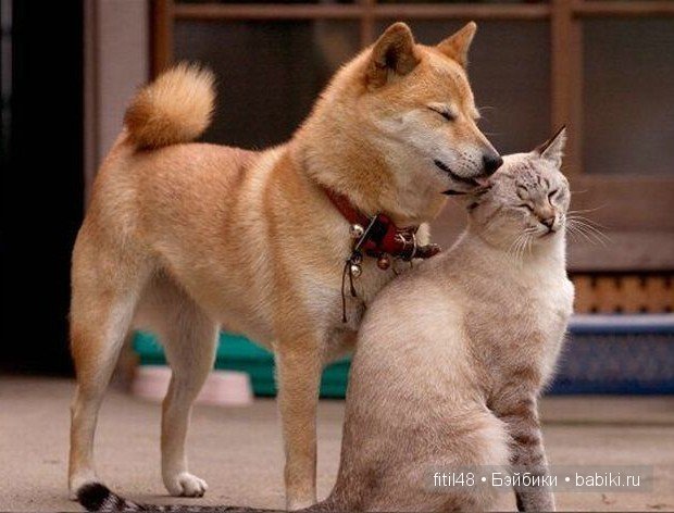 Как кошка с собакой — Интересное и необычное: фотоподборки
