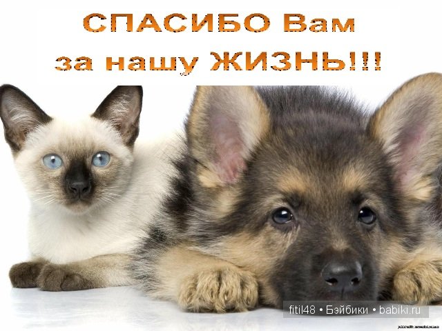Как кошка с собакой — Интересное и необычное: фотоподборки