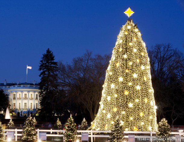 25 самых красивых елок в мире