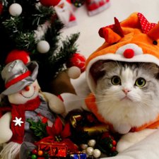 Кот и Новый год