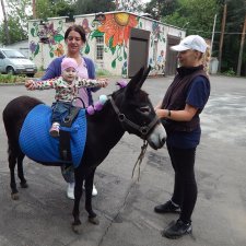 А ослики тоже кони