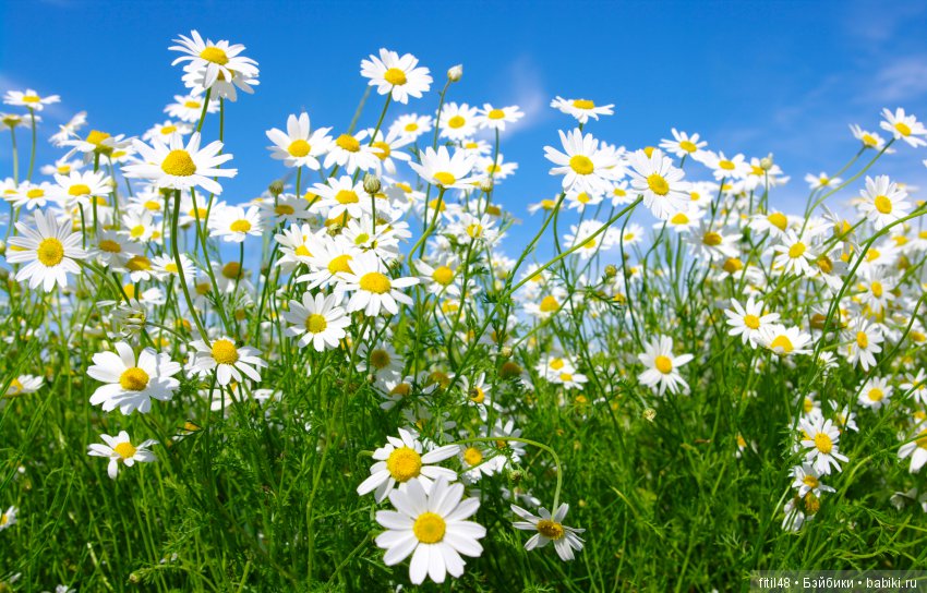 Ромашки — Куклы Nikki Britt (Никки Бритт): авторские BJD (БЖД)