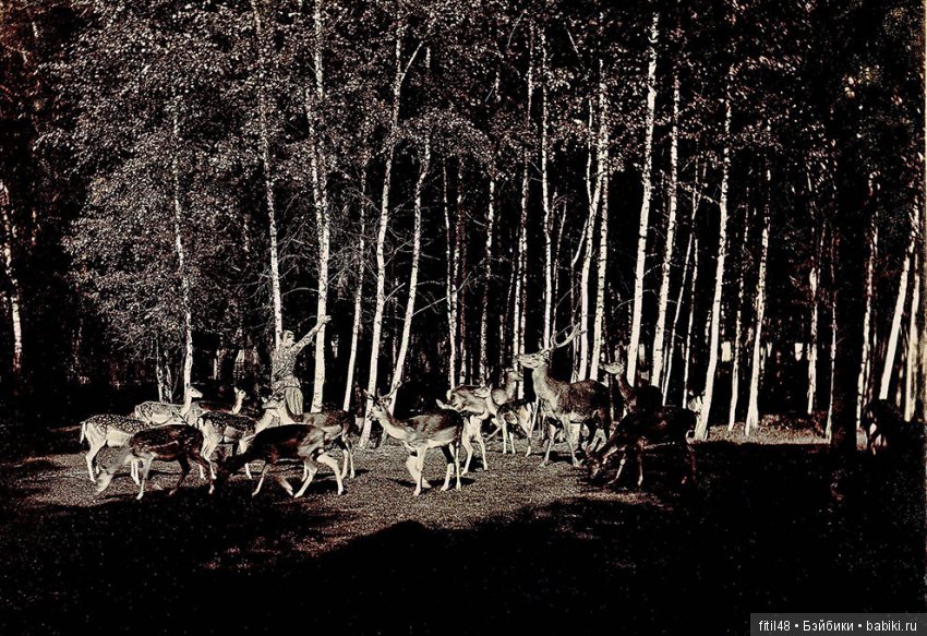 Из семейного архива князей Юсуповых (фото 10)