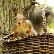 Ах, эти забавные белки