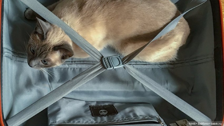 Как определить есть ли в вашем доме Домовой и кто он по знаку Зодиака | Бэйбики Как определить есть ли в вашем доме Домовой и кто он по знаку Зодиака (фото 2)