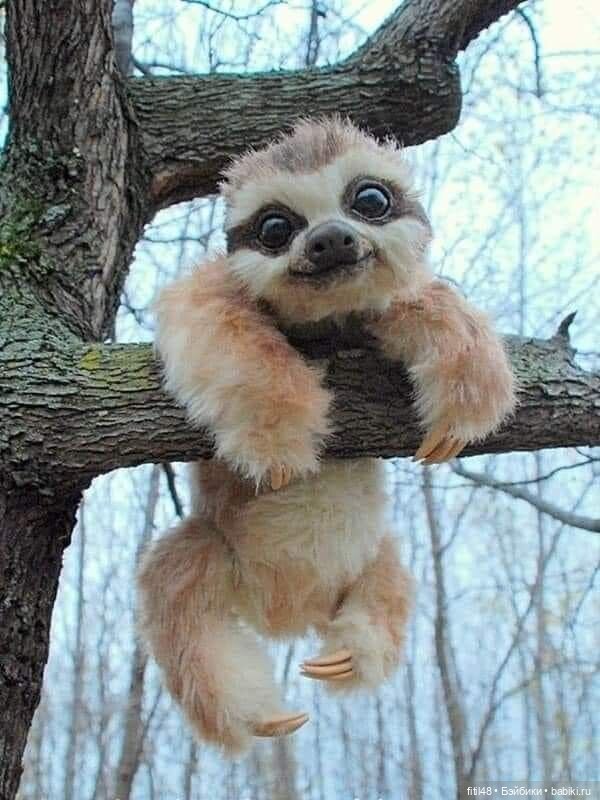 35 умилительных мягких игрушек мимо которых невозможно пройти равнодушно