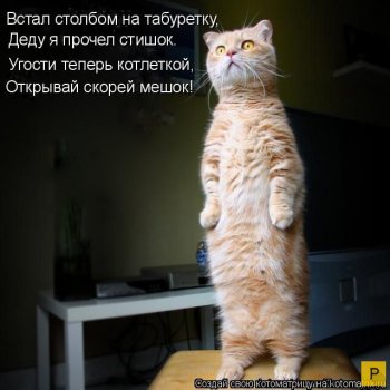 Новый год и рыжий кот