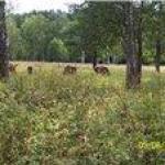 В гости к зубрам