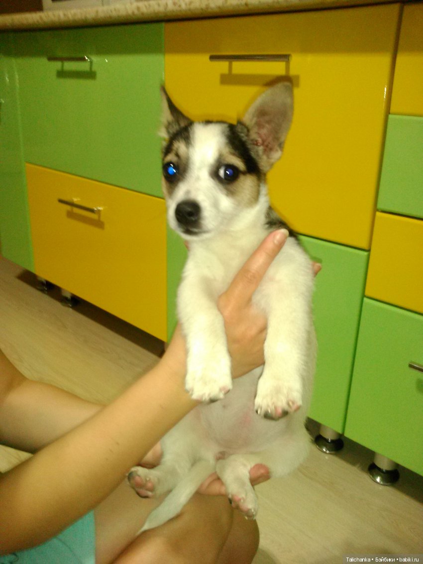 Год назад, в Рождество нам Бог собачку послал найдёнка Белочка