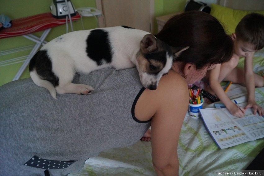 Год назад, в Рождество нам Бог собачку послал найдёнка Белочка (фото 3)