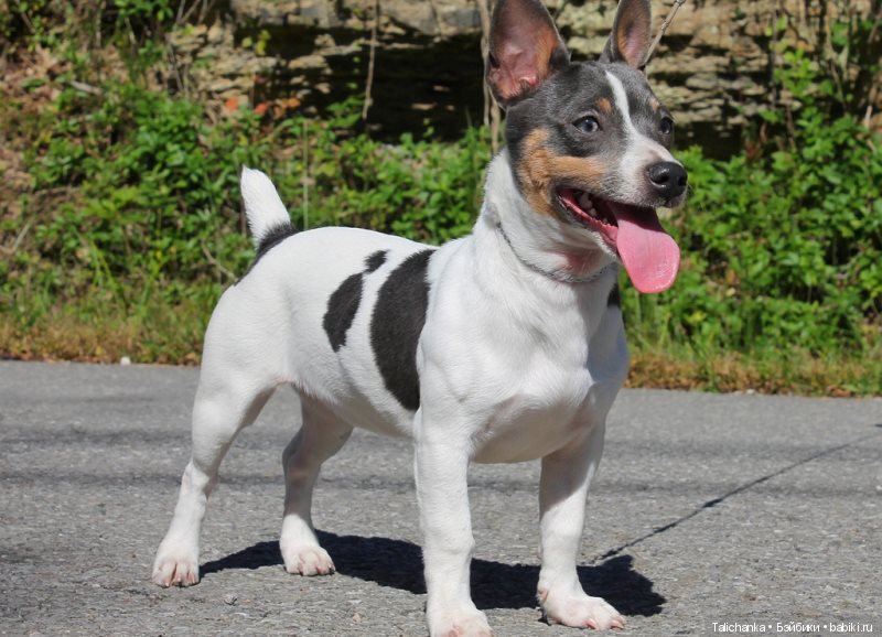 Год назад, в Рождество нам Бог собачку послал найдёнка Белочка