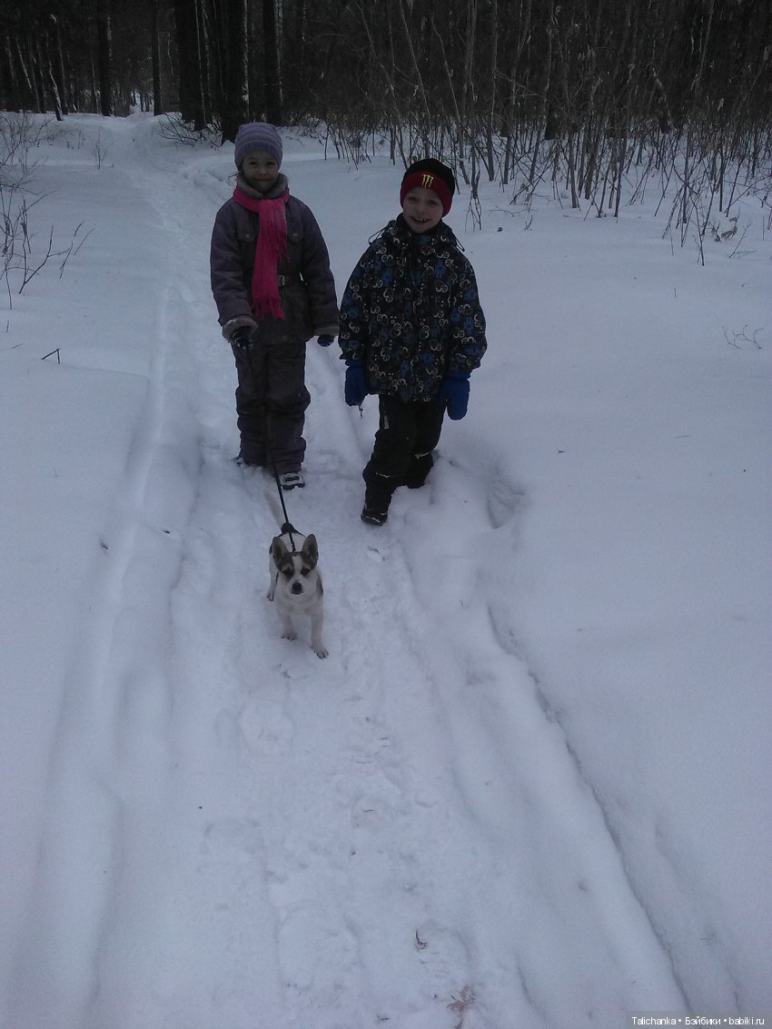 Год назад, в Рождество нам Бог собачку послал найдёнка Белочка (фото 4)
