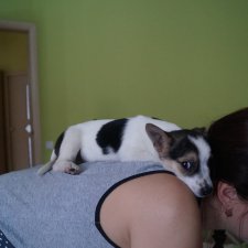 Год назад, в Рождество нам Бог собачку послал найдёнка Белочка