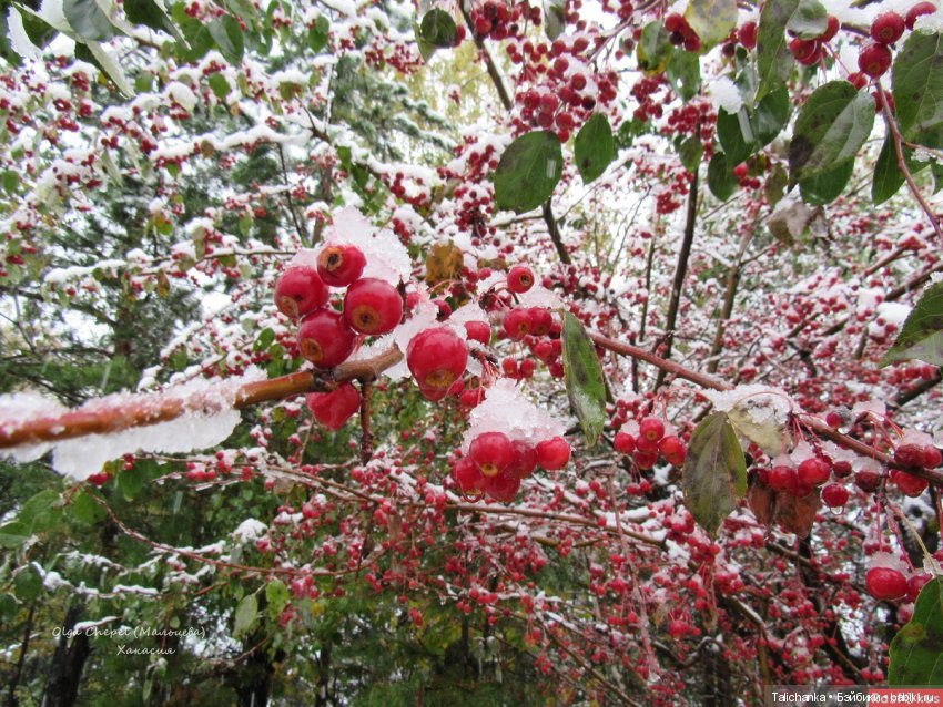 А помните что мы ели в детстве? Пестики, сухарница, помидоры с сахаром