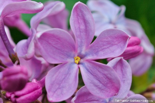 А помните что мы ели в детстве? Пестики, сухарница, помидоры с сахаром